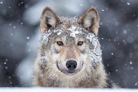 Ca Bc Wildlife Photographer Turns Lens On Wolves Killed With Neck