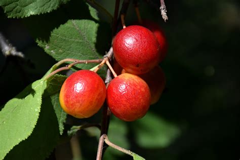 Canada Plum Prunus Nigra In Fargo Moorhead West Fargo Valley City