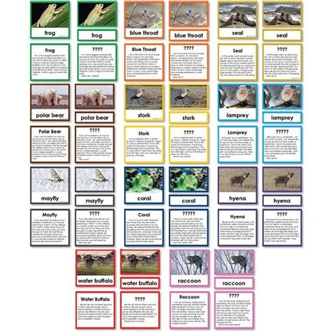 Collection Of 11 Zoology Who Am I 3 Part Cards Montessori 123