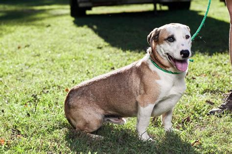 Israbi Basset Hound Corgi Mix