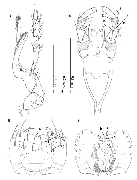 A New Species Of Myrmedonota Cameron From Eastern Kansas Coleoptera