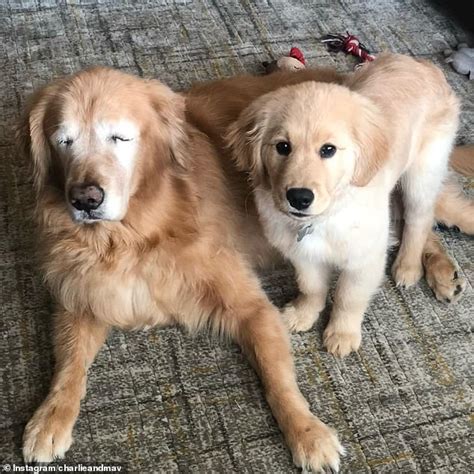 Puppy Love Blind 11 Year Old Golden Retriever Receives A