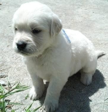 These are half english cream and half american red puppies! AKC Ch Pedigree European Golden Retriever puppies for Sale ...
