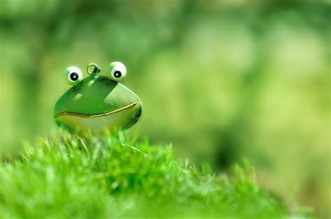 Free Images Nature Grass Lawn Meadow Serene Toad Amphibian