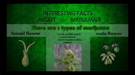 Interesting Cannabis Facts 18 Fun Facts About Cannabis
