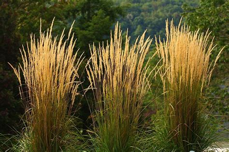 Feather Reed Grass Calamagrostis X Acutiflora Karl Foerst By