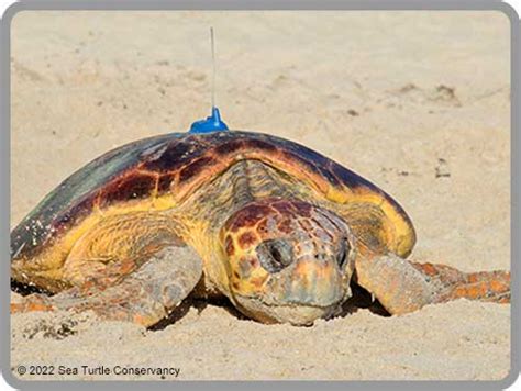 Sea Turtle Tracking Active Sea Turtles