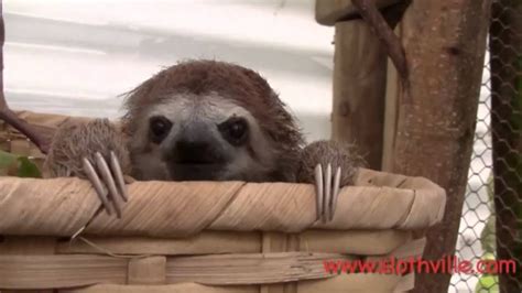 Baby Sloths Squeak For Their Cuddle Partners In Adorable Video Youtube