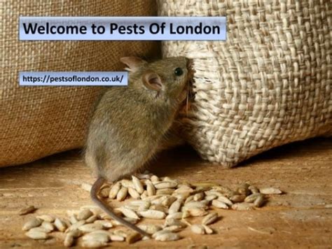 Rat Pest Control London Converted