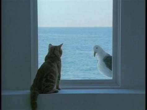 Follow if read you this wrong😉 www.fatcathappycat.com. Seagull looking at cat through the window | Animals ...