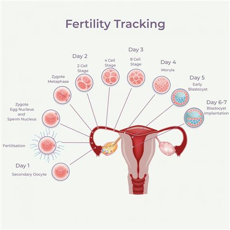 Infertility Treatment Options West Sussex Gynaecology