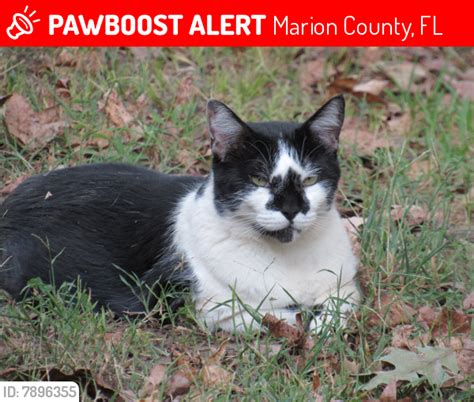 Lost Male Cat In Marion County Fl 32179 Named Bb Id 7896355 Pawboost