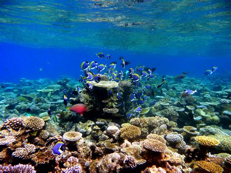 Coral Reef Maldives Coral Reef Creator
