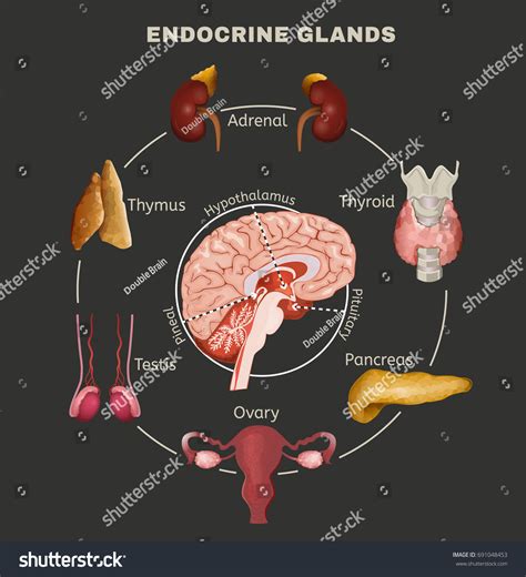 Human Anatomy Set Endocrine System Pituitary Stock Vector Royalty Free