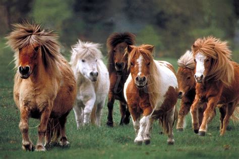 Miniature Horses Group Of Miniature Horses Runs To Camera Mares