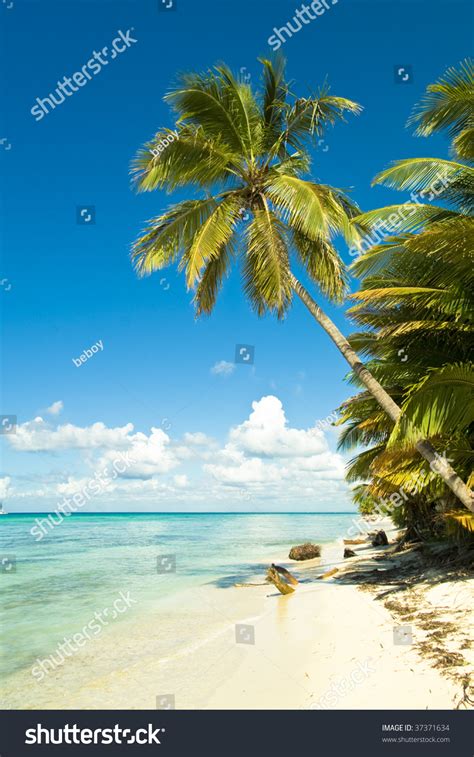 Tropical Beach Stock Photo 37371634 Shutterstock