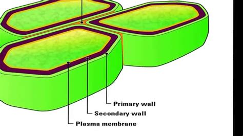 The Cell Wall Picture Pin By Becky Moncrief On Education Biology