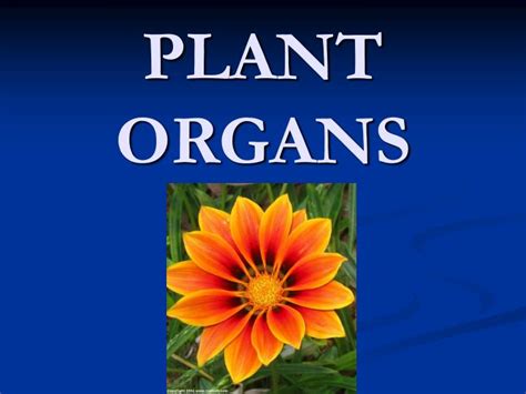 Ppt Organ Systems In Plants Powerpoint Presentation