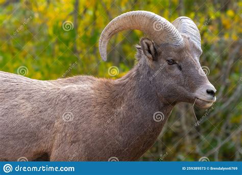 Male Big Horn Ram In Waterton Canyon Colorado Stock Image Image Of