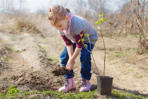 Young Girl Planting Tree In The Garden Stock Image Image Of Orchard