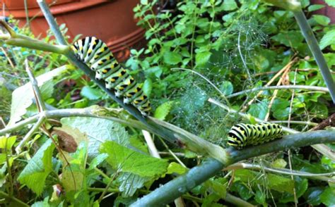 Attracting Beneficial Insects To The Garden Spotts Garden Service