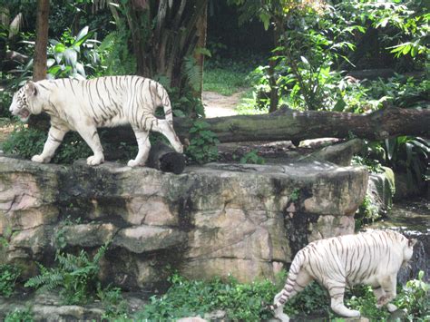 Filewhite Tigers Singapore Zoo 4 Wikimedia Commons