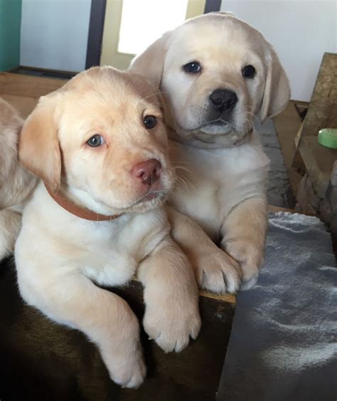 Our puppies are raised in our home, with the proper socialization, exposure to children other dogs and household activities to develop the true labrador temperament that is the hallmark of this wonderful breed. Labrador Retriever Puppies For Sale | Cincinnati, OH #264556