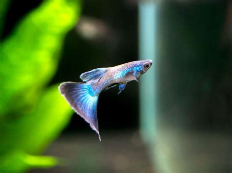 Blue Moscow Guppy, Males and Females - Aquatic Arts