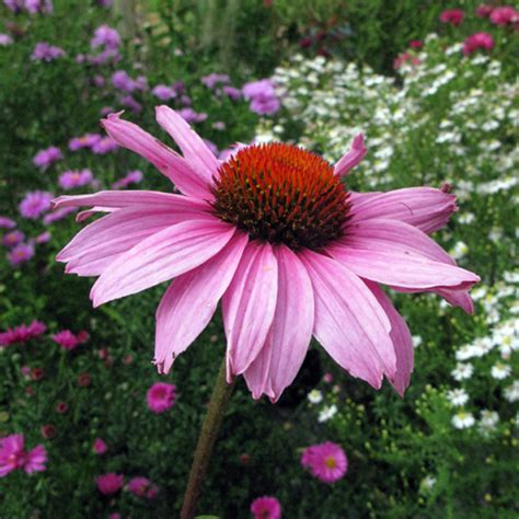 Il negozio margherite è ad accogliervi fiori tipo margherita con 7 petali tondeggianti. GIARDINI