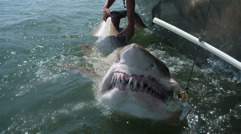 And female territories of up to 7 miles. Researchers Probe Sand Tiger Sharks' Social Networks ...