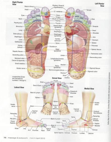 Reflexology Feet Hands Ears Connection Organ Pain From The Feet