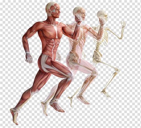 Human Body Anatomy Skeletal Muscle Human Skeleton Muscular System