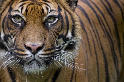 Help Save Tigers Fauna And Flora