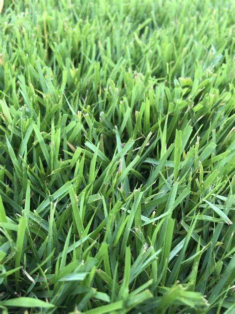 What Type Of Grass Is This And Variety Lawnsite™ Is The Largest