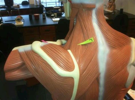 Levator Scapulae Elevates Adducts Scapula Scapula Anatomy Study