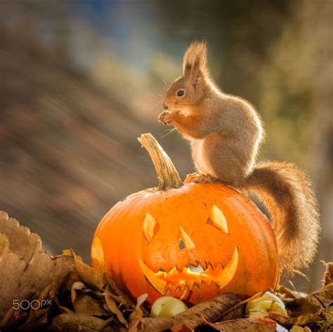Red Squirrel Standing On A Halloween Pumpkin In Sunlight Halloween