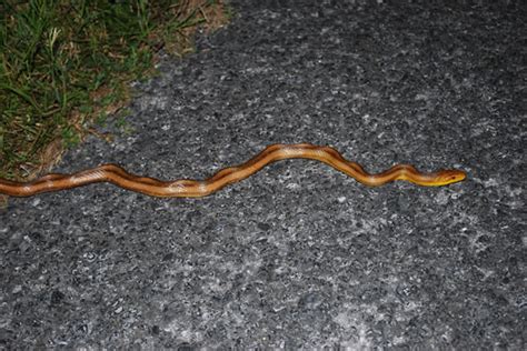 Everglades Rat Snake Elaphe Obsoleta Rossalleni