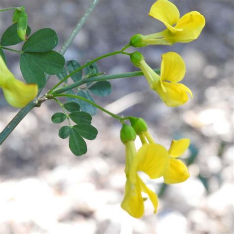 Basta innaffiarla due volte al giorno, nelle ore più fresche della giornata. Primaverile Fiori Gialli Spontanei : Il Fascino Dei Fiori ...