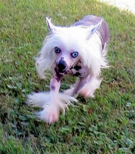 However, free chinese crested dogs and puppies are a rarity as rescues usually charge a small adoption fee to cover their expenses (usually less than $200). Chinese Crested Puppies for Sale