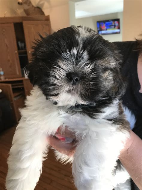 Shih tzu puppies are absolutely tiny when they are born, weighing around six ounces at birth, or well under a pound! Shih Tzu Puppies For Sale | Temperance, MI #218586