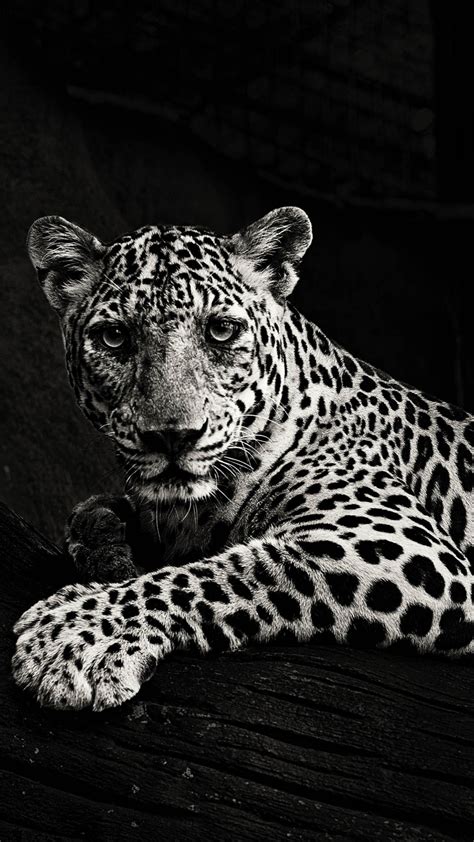 Download Black And White Predator Leopard Wallpaper 1080x1920