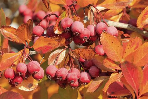 How To Grow And Care For Crabapple Trees Sustainable Chronicles