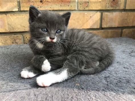 Sold Grey Kitten In Taverham Norfolk Gumtree