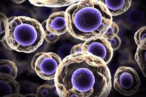 What Are Stem Cells And How Are They Obtained