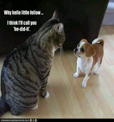 83 Best Images About Funny Cat Pictures With Captions On