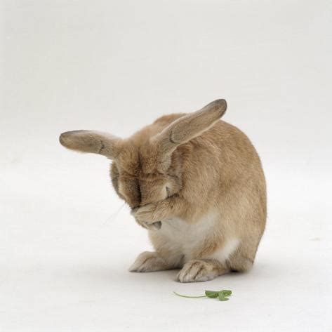 Photo enthusiasts have uploaded bunny clipart face for free download here! Female Sandy Lop-Eared Rabbit Grooming, Washing Her Face Photographic Print by Jane Burton at ...