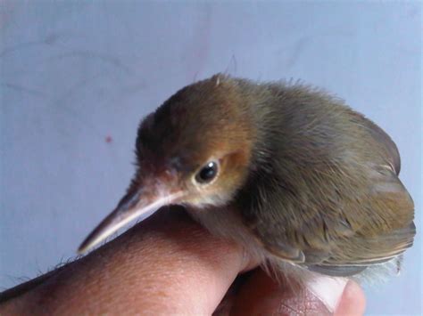 Prenjak Lumut | Arena Burung
