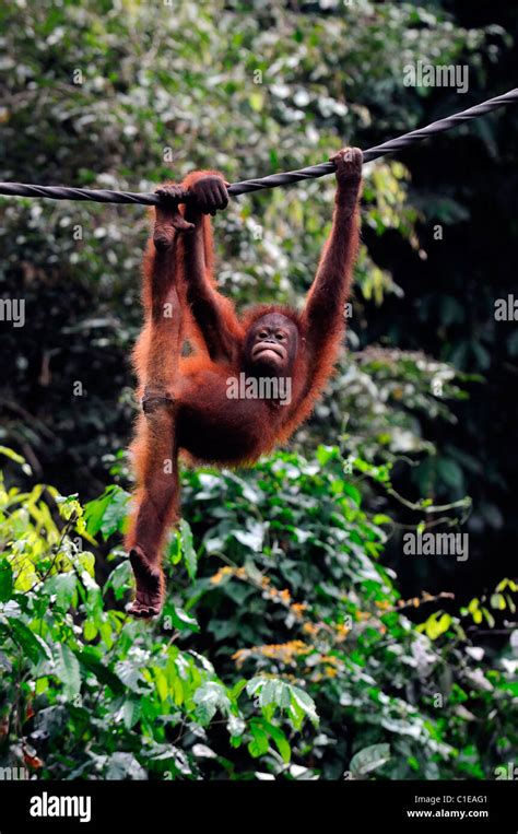 One Single Lone Young Orangutan Pongo Pygmaeus Playing Pulling Faces