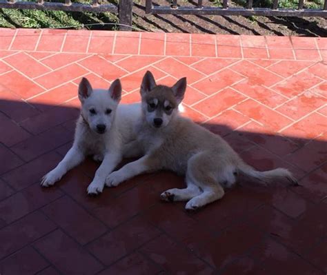 Hybrid Wolf Puppies For Sale In Vista California Classified