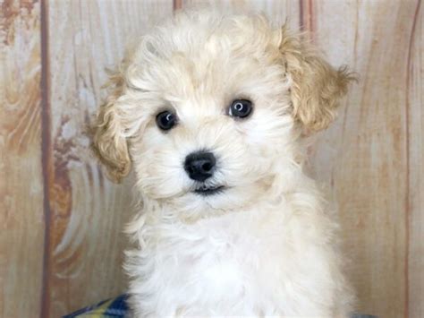 Toy Poodle Puppies Kentucky Wow Blog